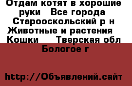 Отдам котят в хорошие руки - Все города, Старооскольский р-н Животные и растения » Кошки   . Тверская обл.,Бологое г.